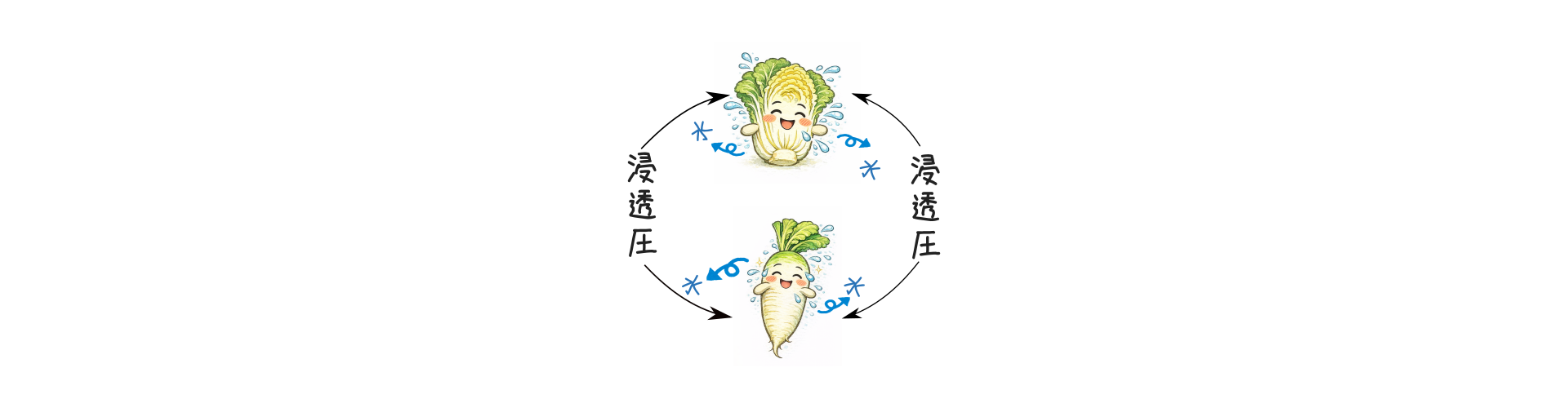 漬け物が漬かる流れと浸透圧をやさしく伝えるイメージ