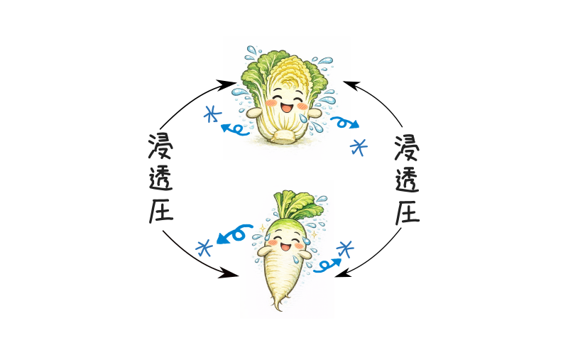 漬け物と浸透圧