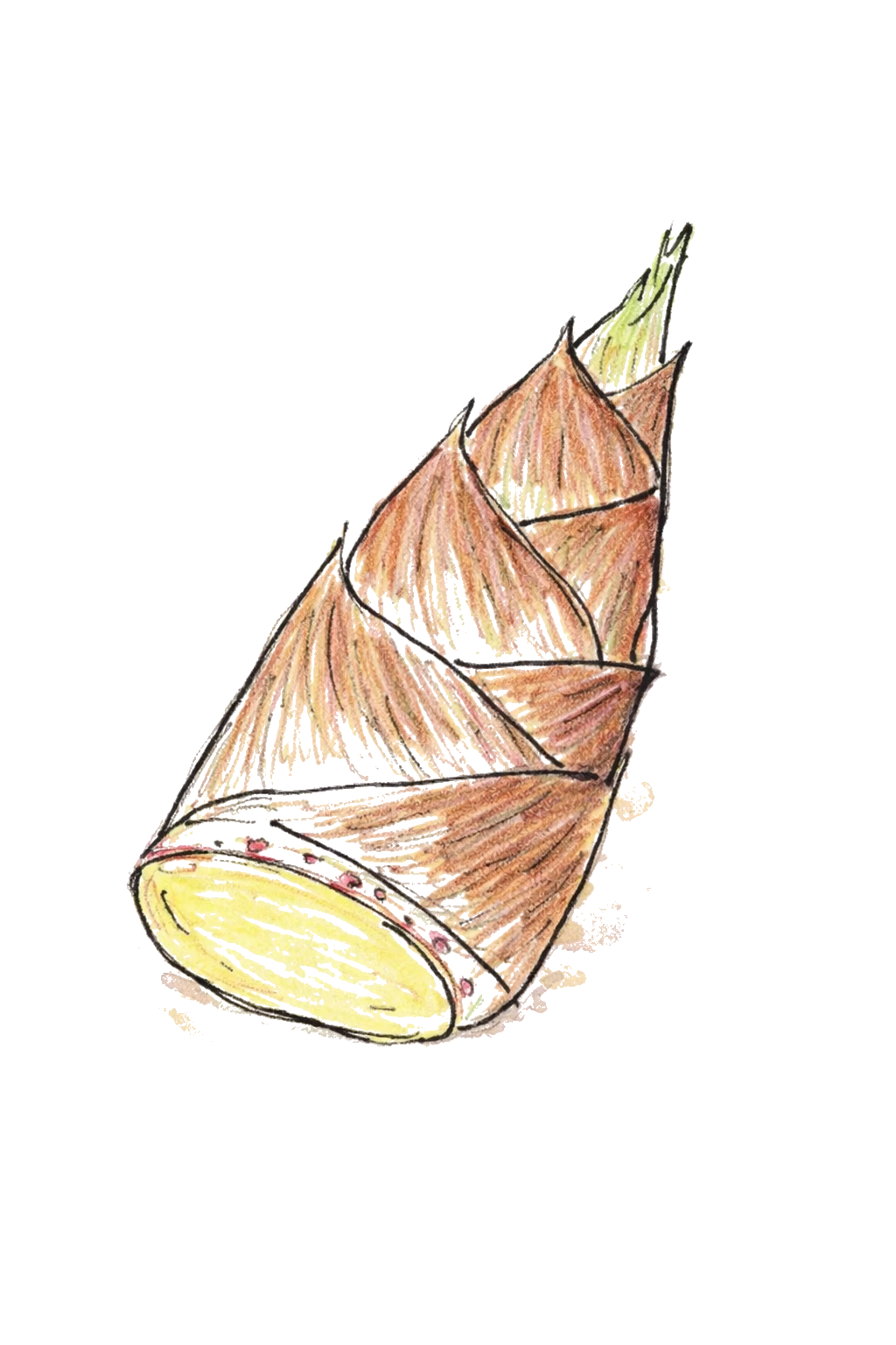たけのこのイラスト
