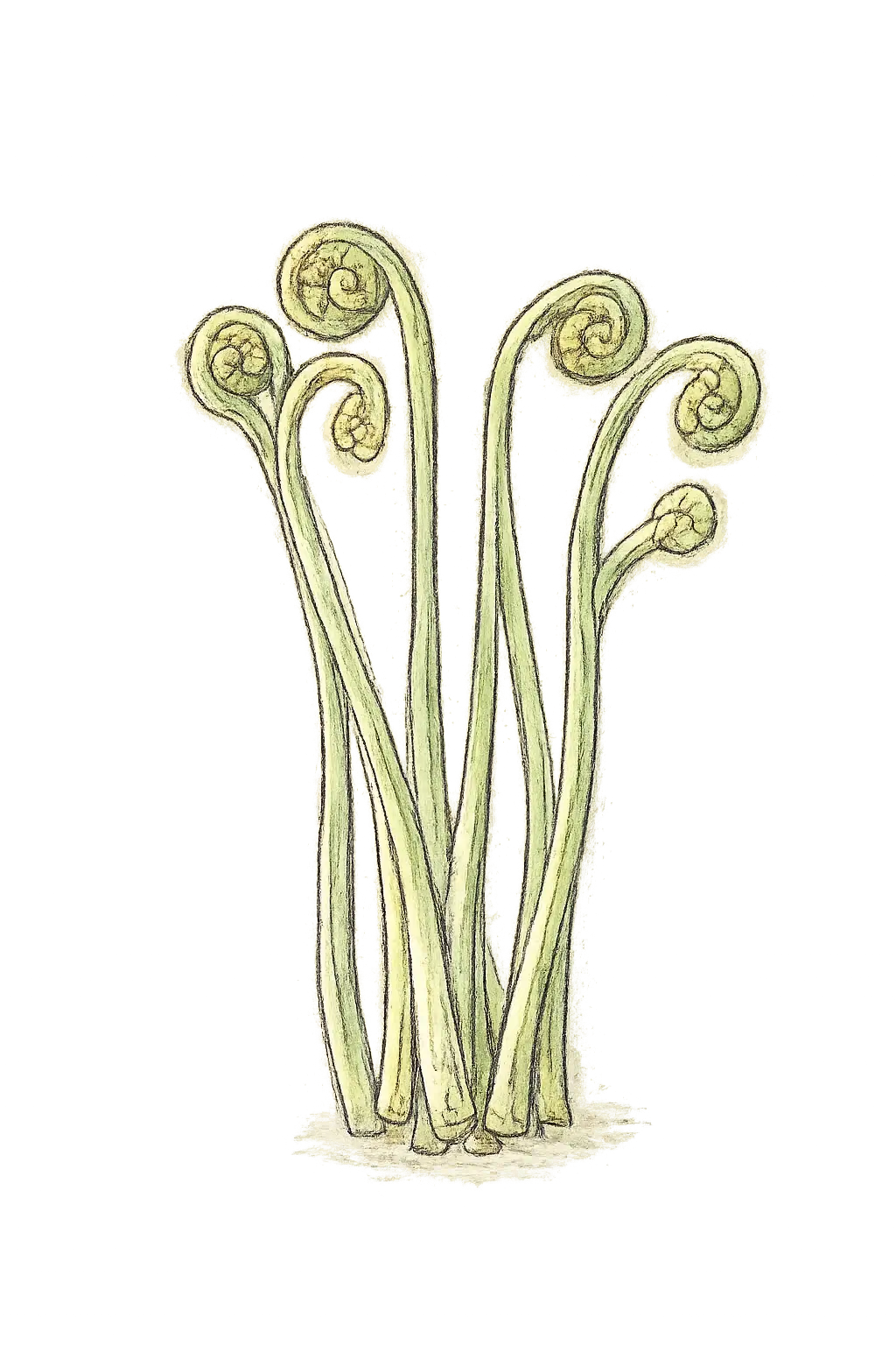 わらびの若芽のイラスト